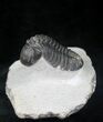 Arched Phacops Trilobite - Great Eyes #20649-1